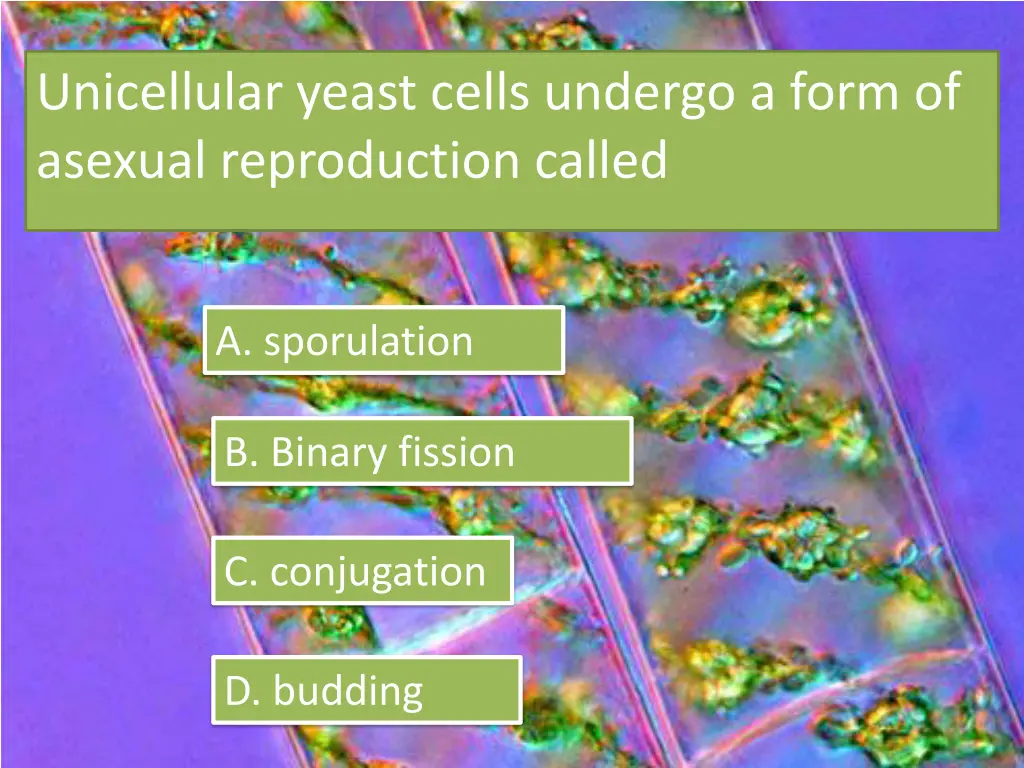 unicellular yeast cells undergo a form of asexual