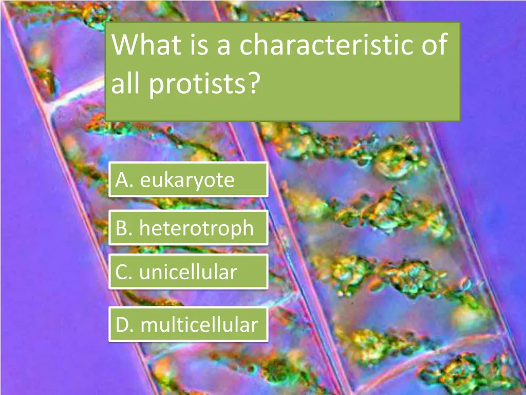 what is a characteristic of all protists