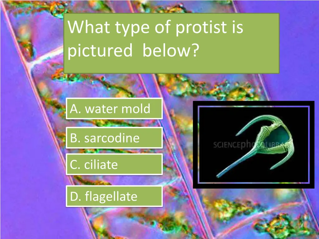 what type of protist is pictured below