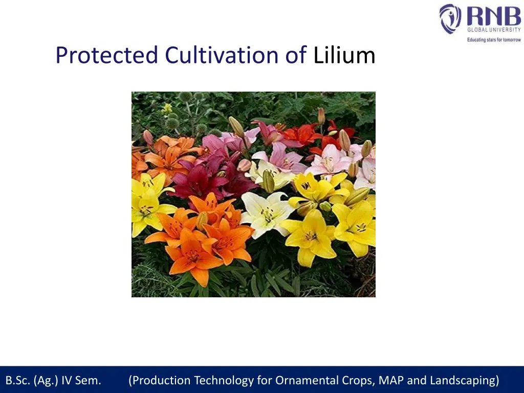 protected cultivation of lilium