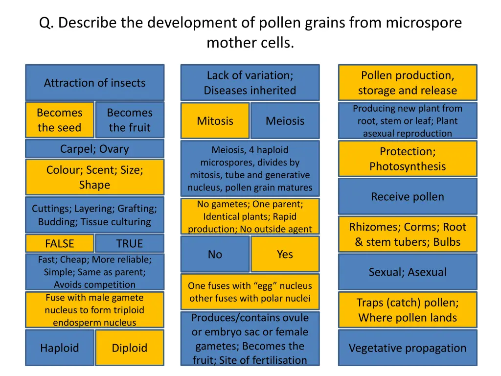 q describe the development of pollen grains from