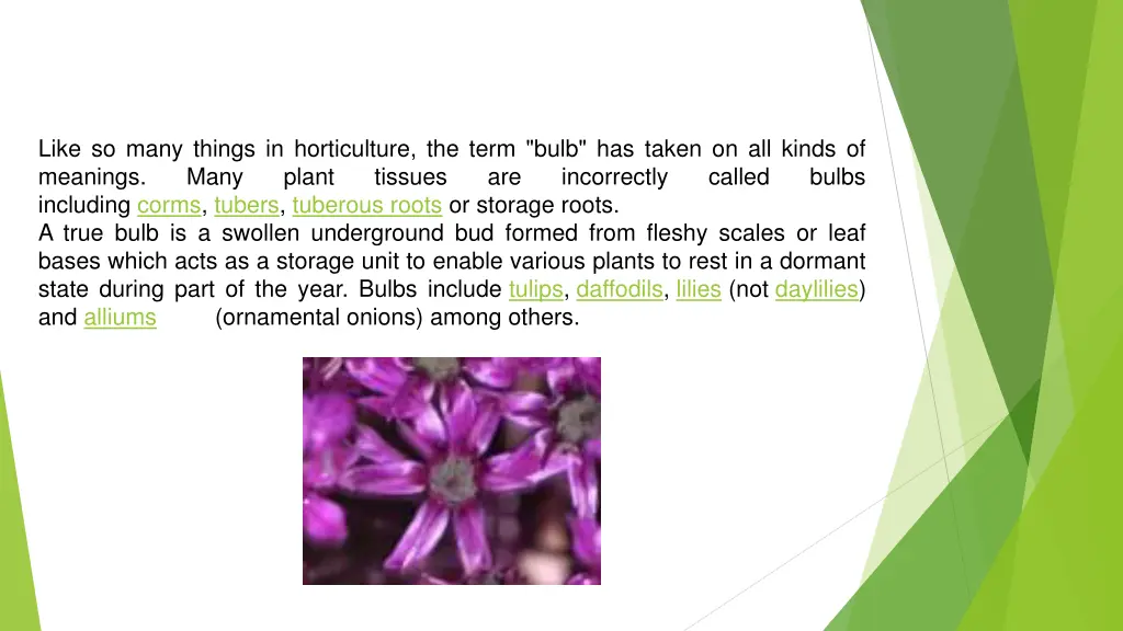 like so many things in horticulture the term bulb