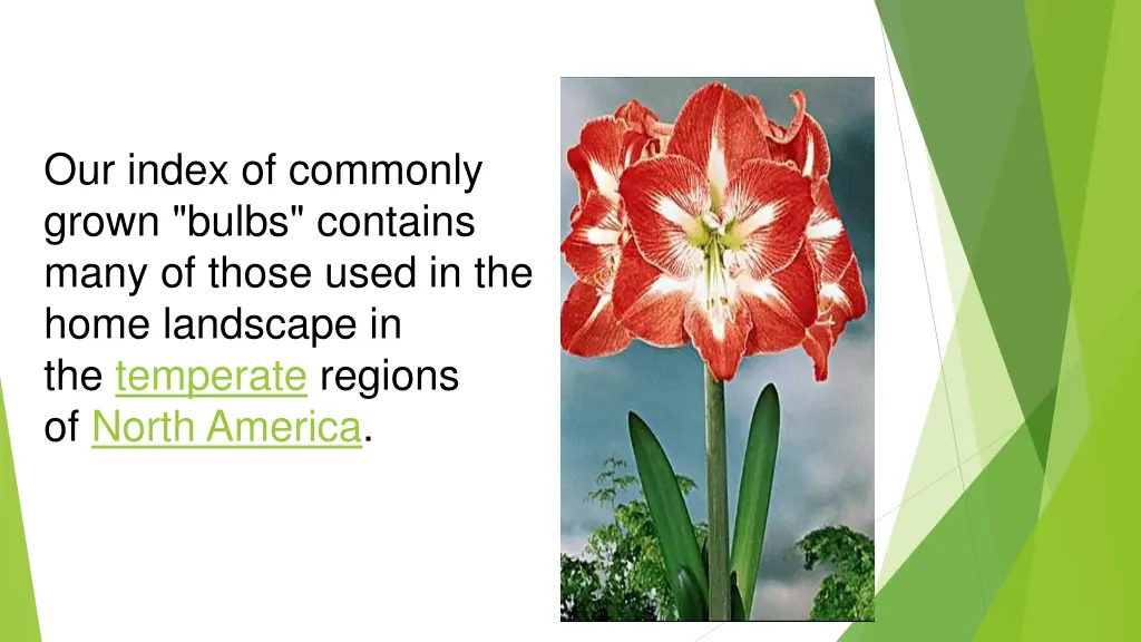 our index of commonly grown bulbs contains many