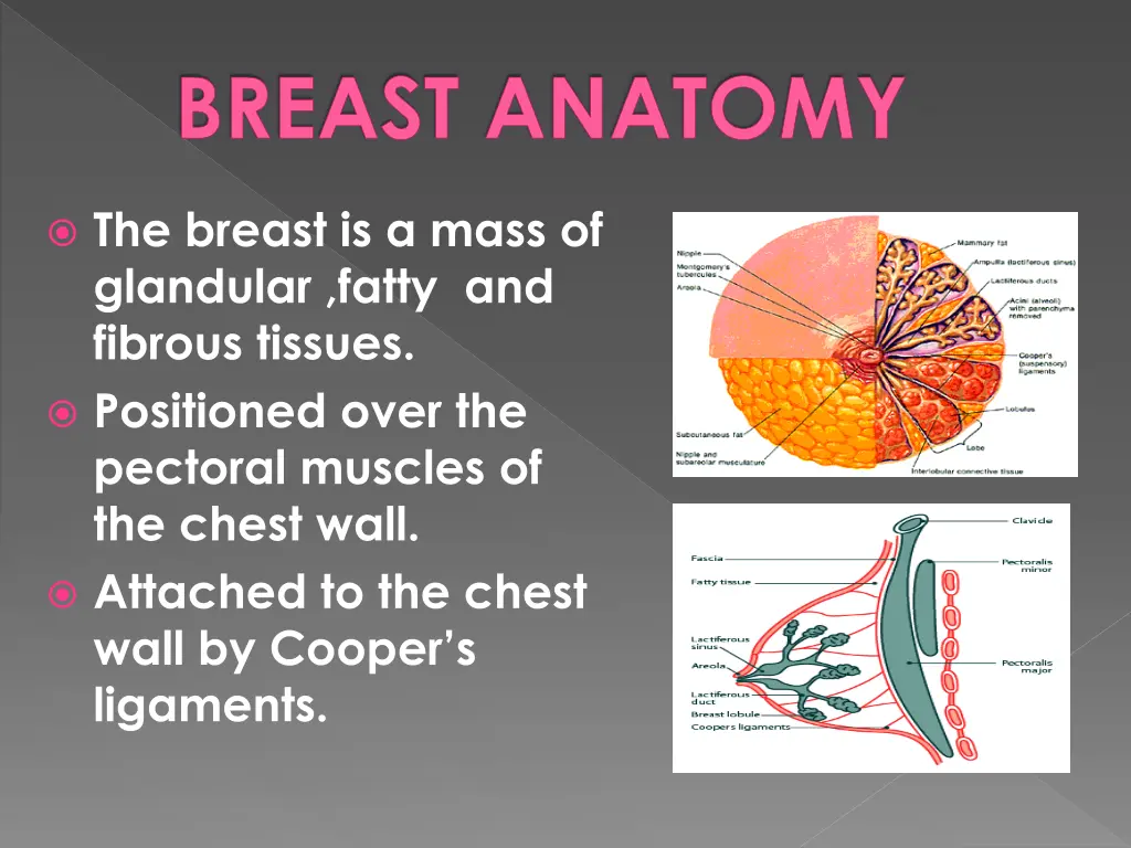 breast anatomy