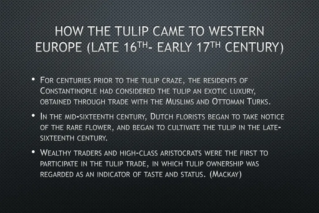 how the tulip came to western europe late