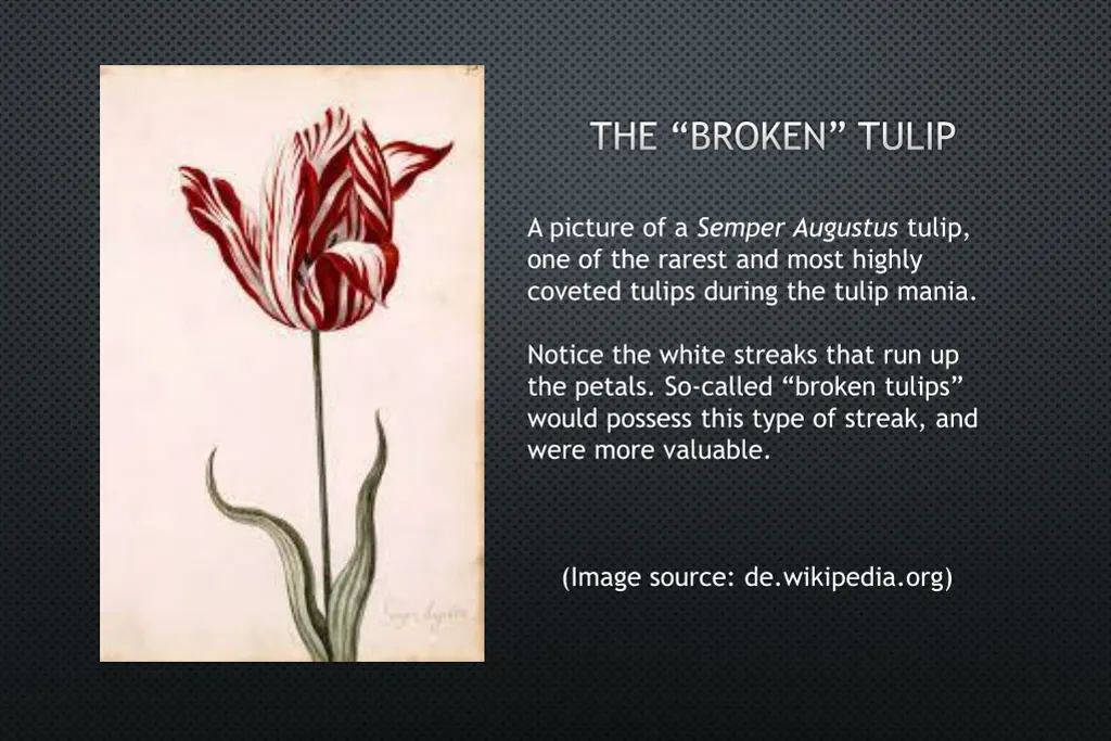 the broken tulip