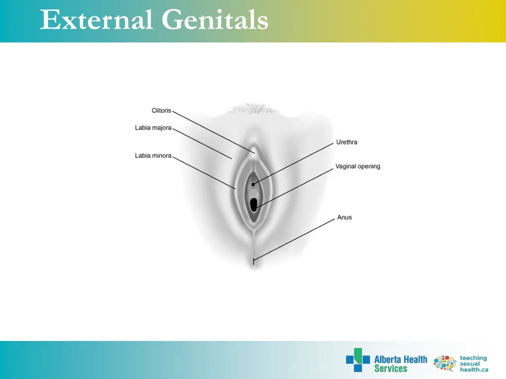 external genitals 1