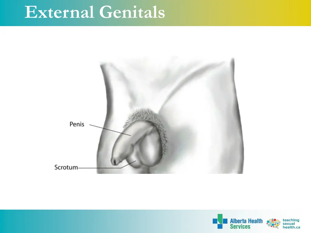 external genitals 2