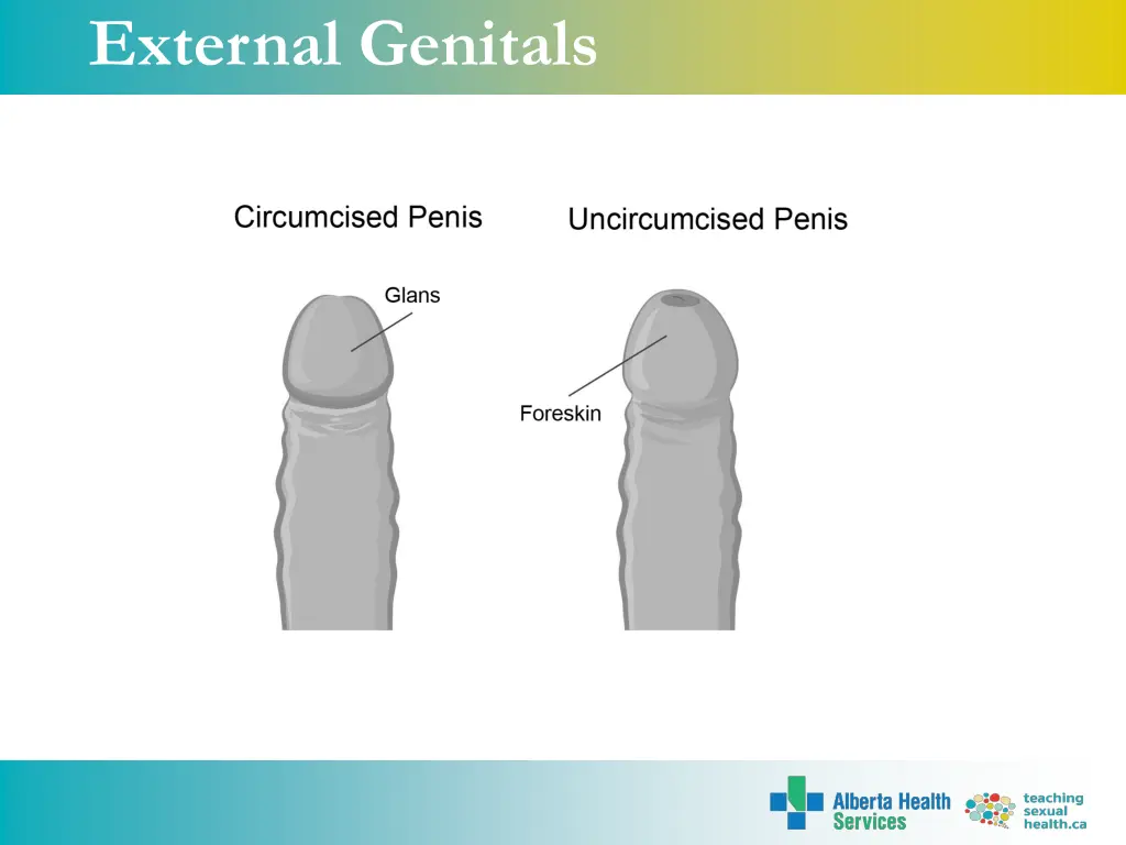 external genitals 3