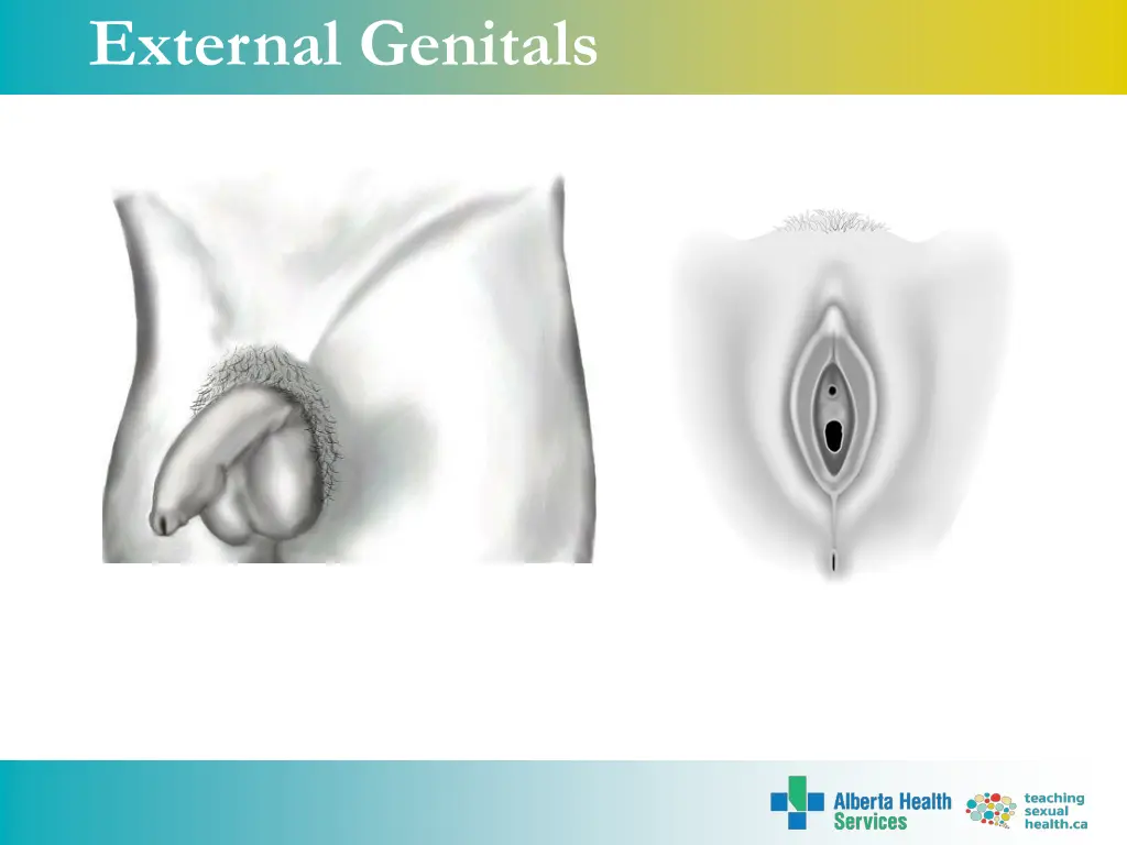 external genitals