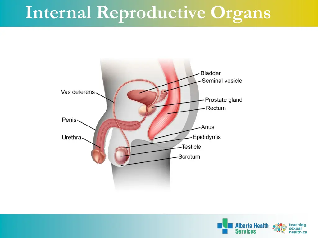 internal reproductive organs 1