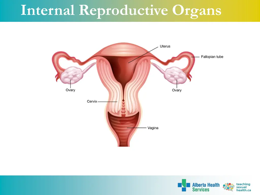 internal reproductive organs