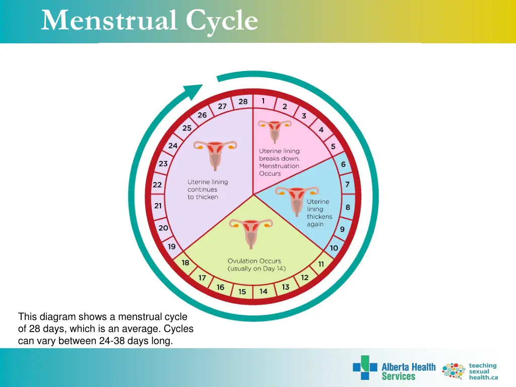 menstrual cycle