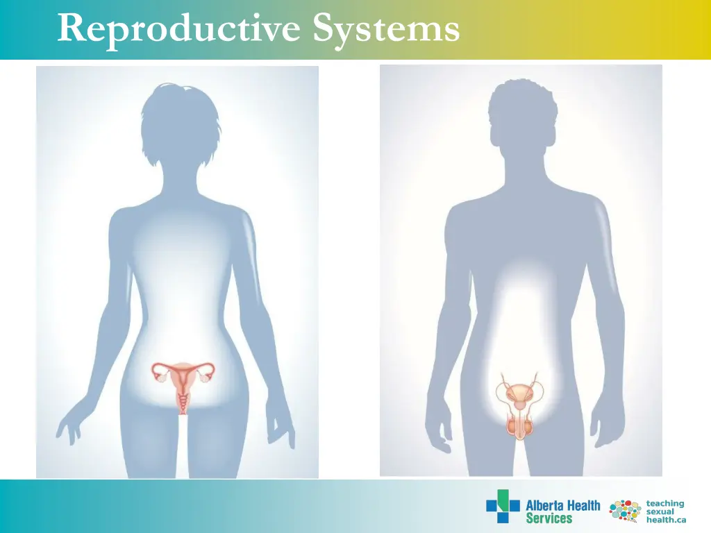 reproductive systems