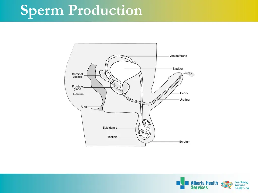 sperm production