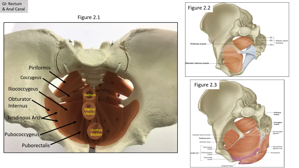 gi rectum anal canal 2