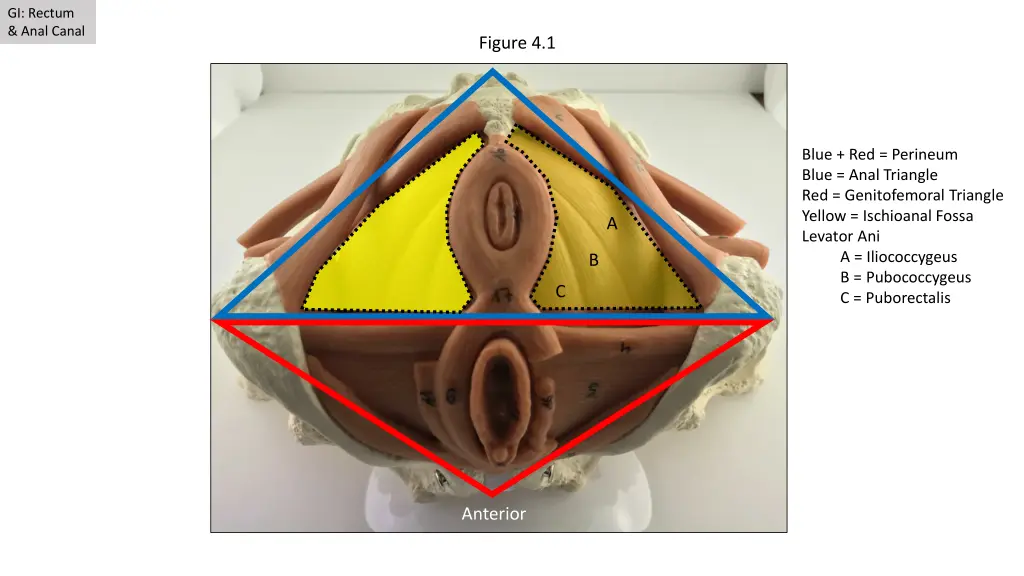 gi rectum anal canal 4