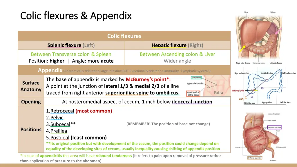 colic flexures appendix colic flexures appendix