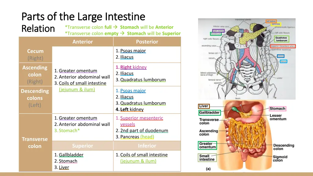 parts of the large intestine parts of the large 1