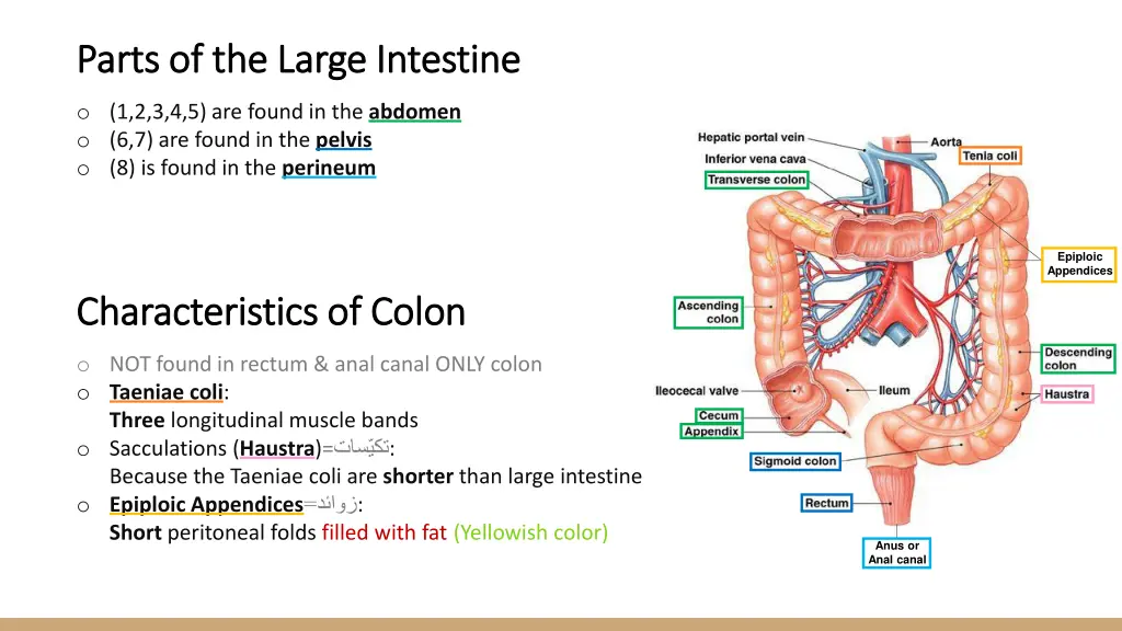 parts of the large intestine parts of the large