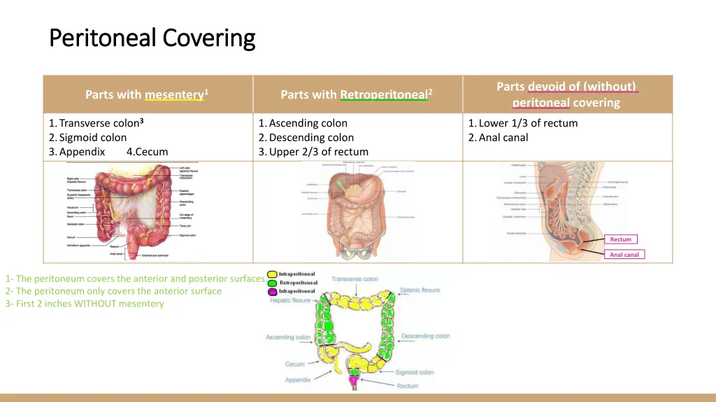 peritoneal covering peritoneal covering