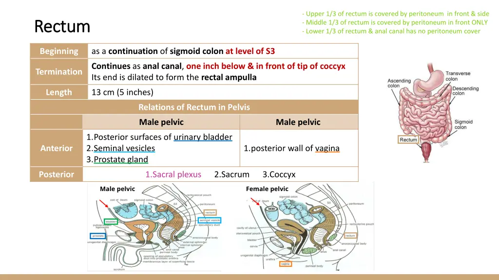 upper 1 3 of rectum is covered by peritoneum