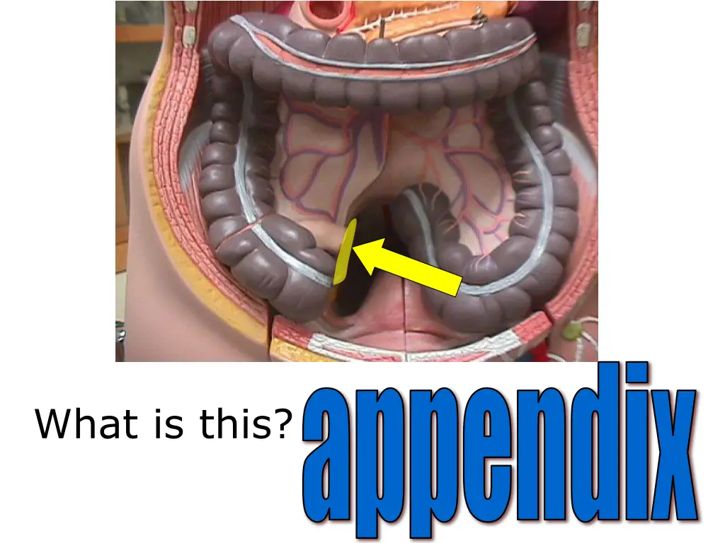 appendix