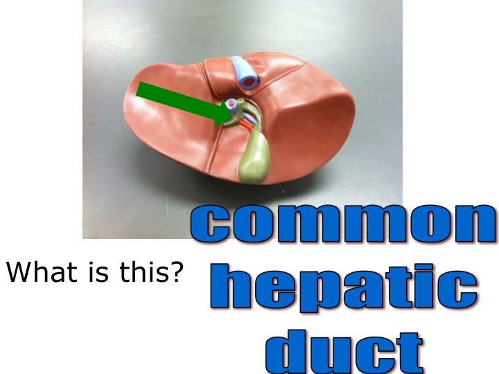 common hepatic