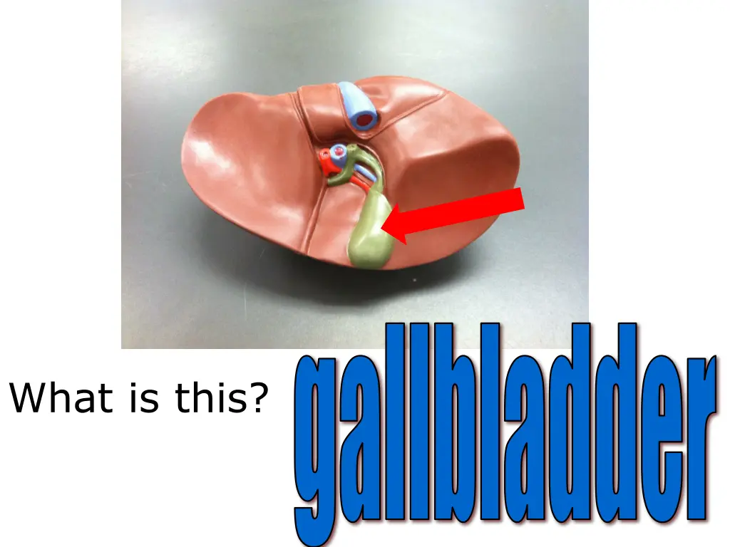 gallbladder