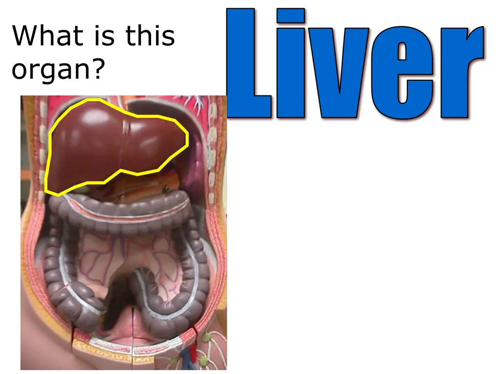 liver