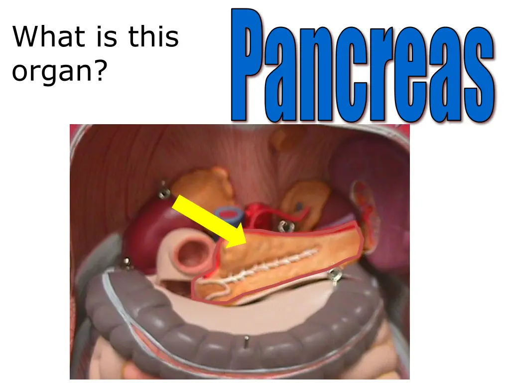 pancreas