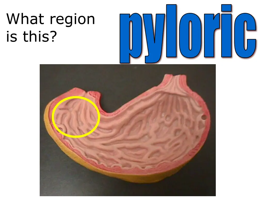 pyloric