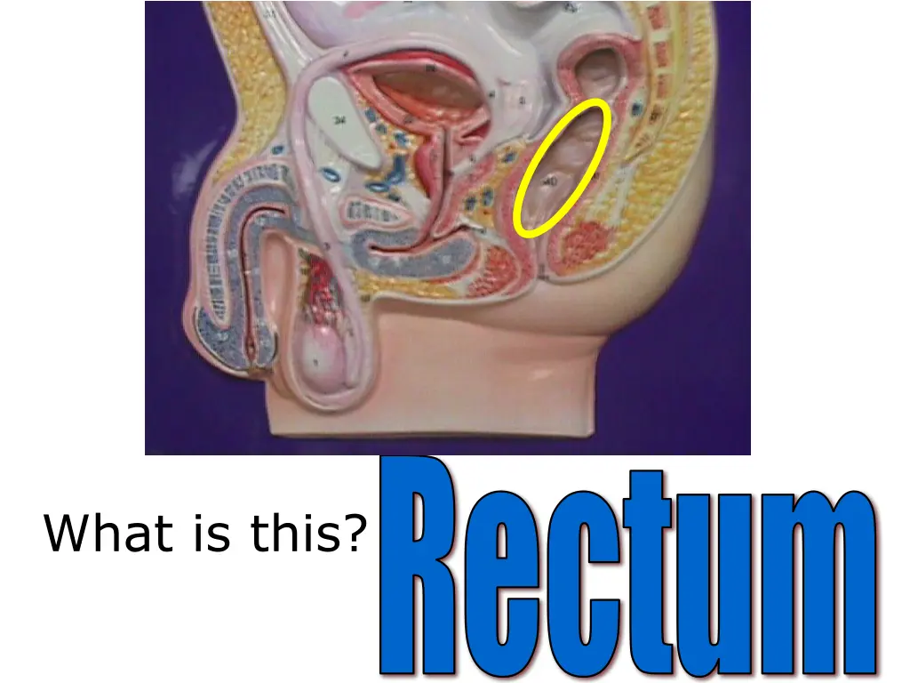 rectum