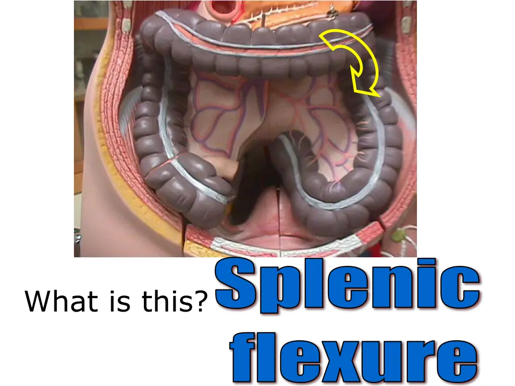 splenic