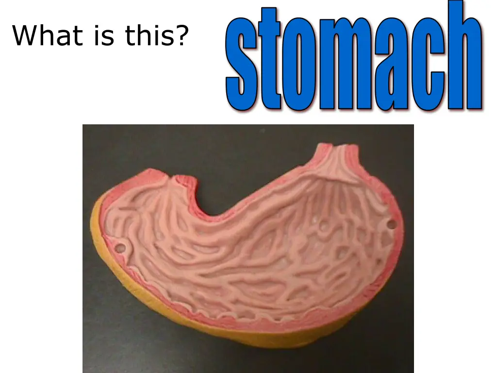 stomach