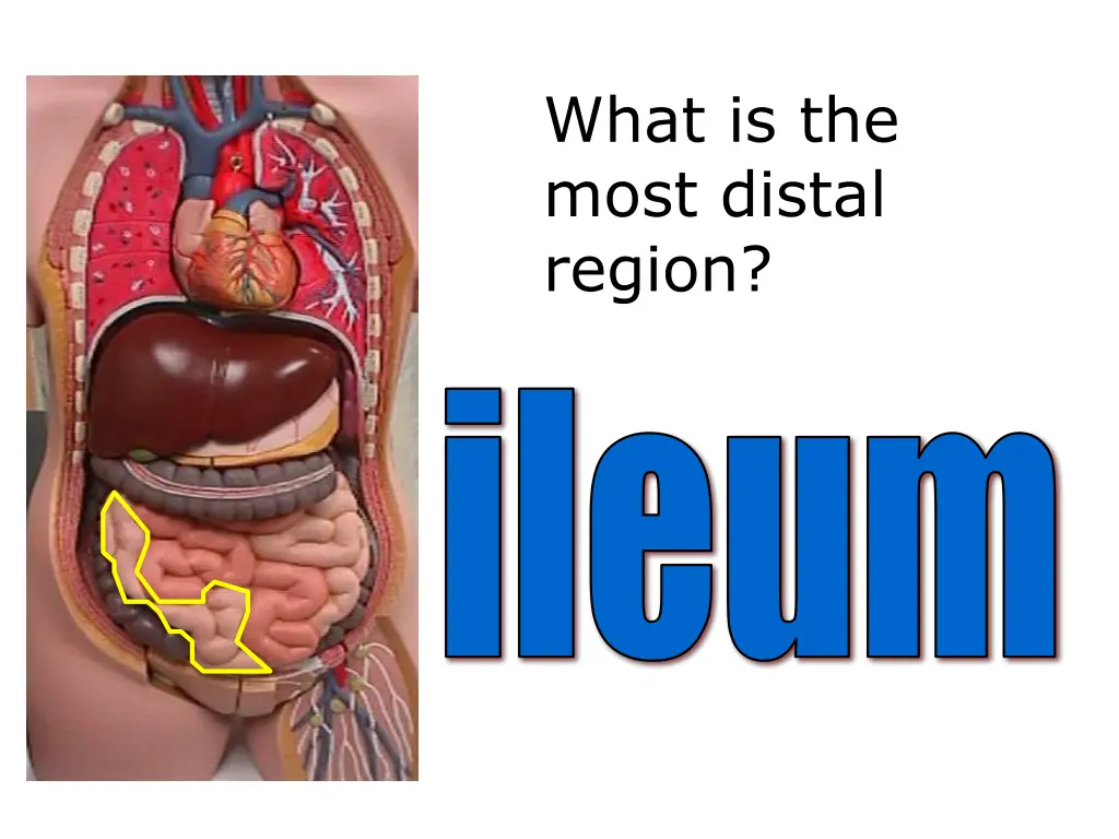 what is the most distal region