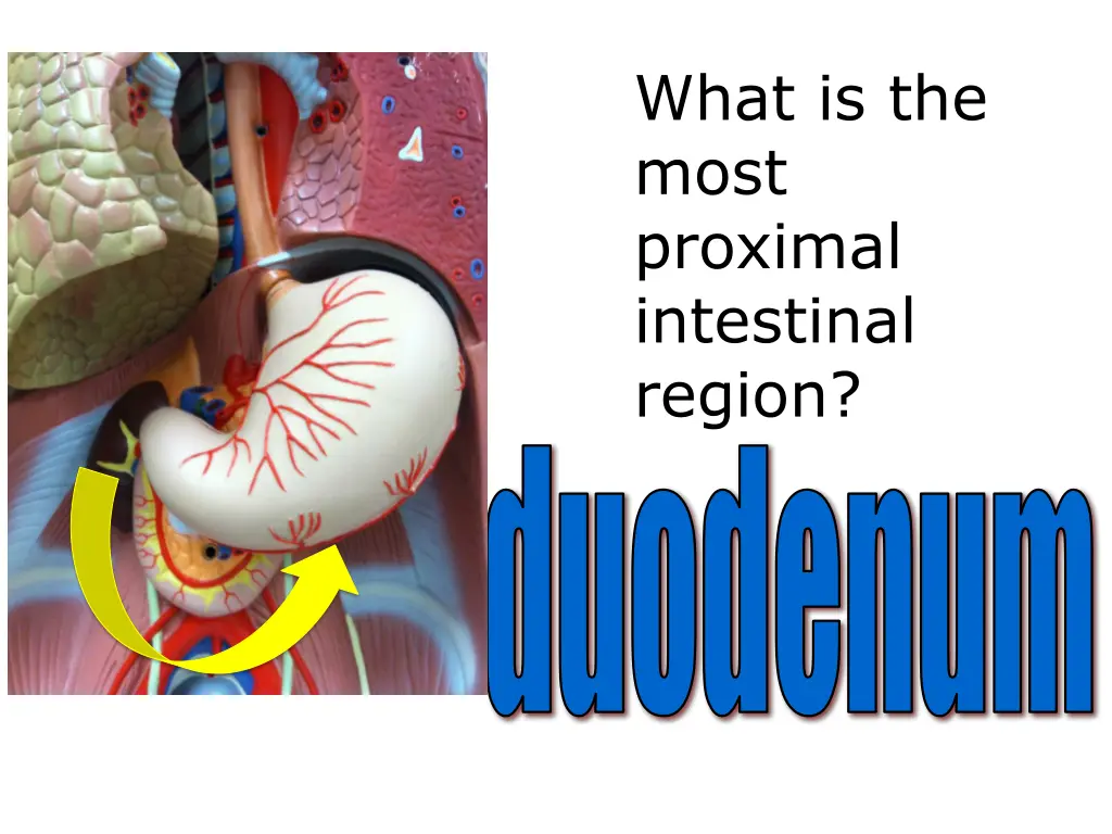 what is the most proximal intestinal region