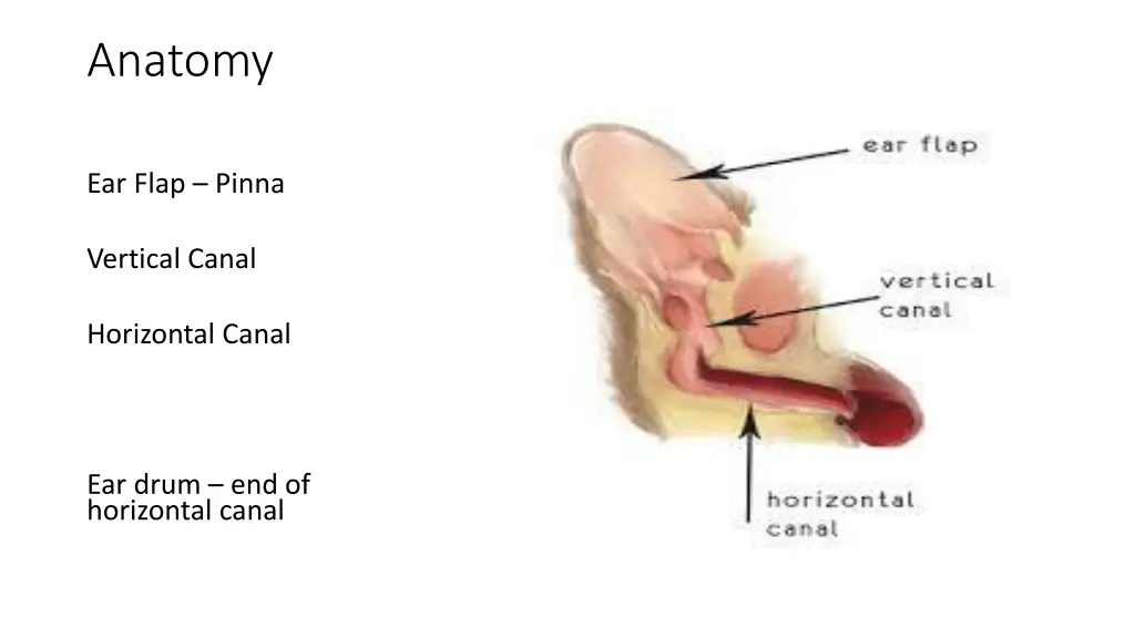 anatomy