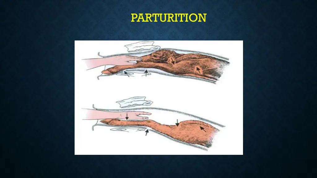 parturition 5