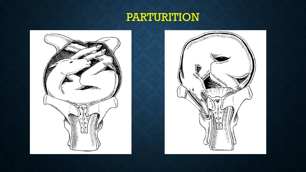 parturition 6