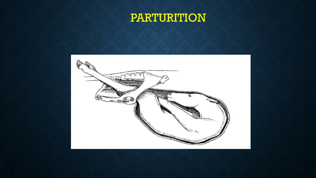 parturition 7