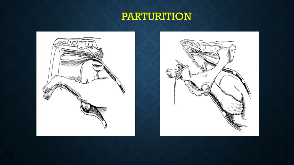 parturition 8