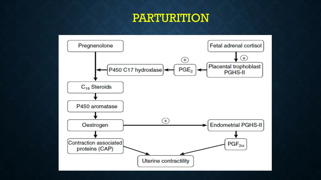 parturition