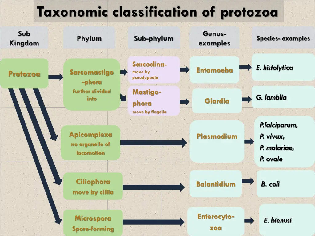 taxonomic classification of protozoa