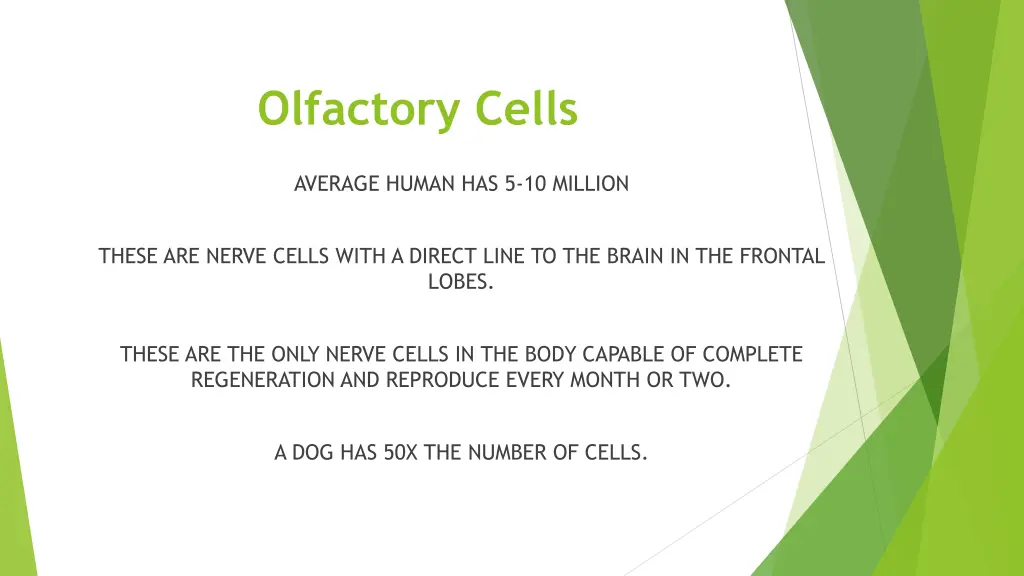 olfactory cells