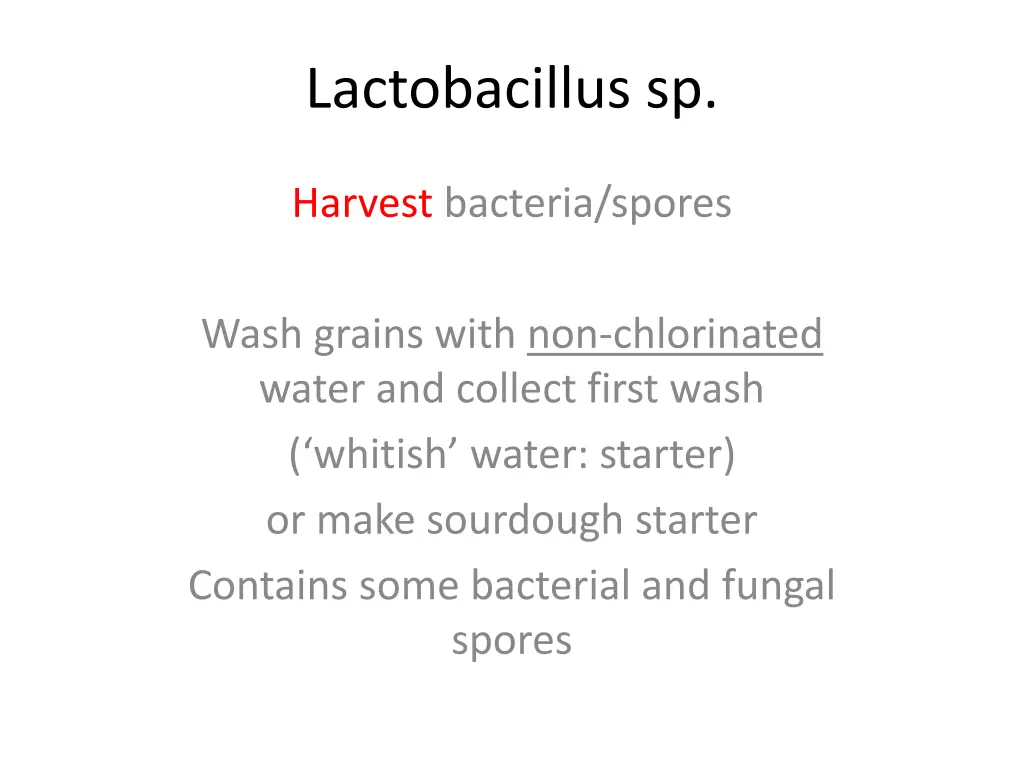 lactobacillus sp 3