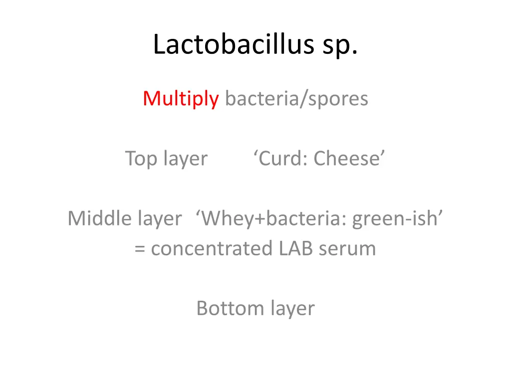 lactobacillus sp 6