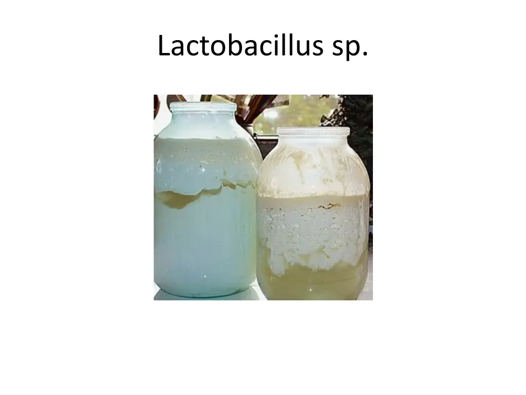 lactobacillus sp 7