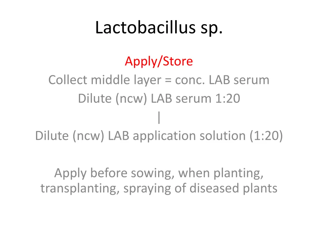 lactobacillus sp 8