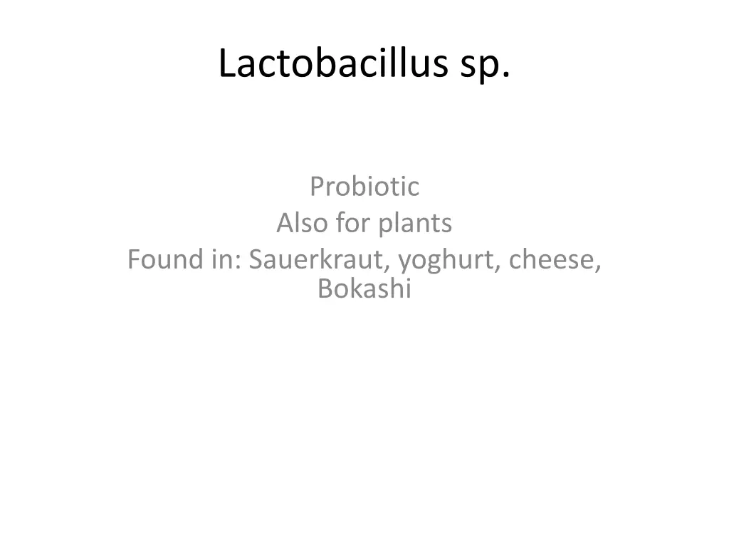 lactobacillus sp